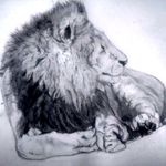Lion sketch. Two hour sketch #lion #liontattoo #tattooart #realistictattoo #realism #animaltattoo #animal.