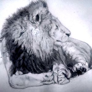 Lion sketch.Two hour sketch#lion #liontattoo #tattooart #realistictattoo #realism #animaltattoo #animal.