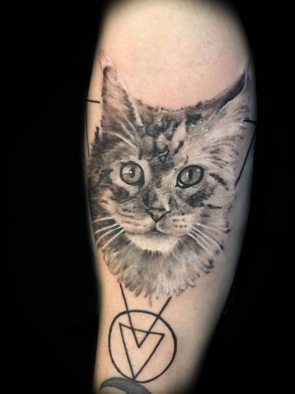Tattoo uploaded by Chasinghawk Tattoos  Maine Coon Cat  Circus tattoo   Tattoodo