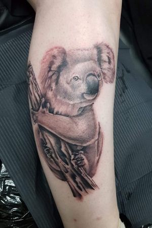 Tattoo number 1 #koala #blackandgrey #blackandgreytattoo 