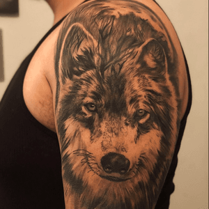 Healed Wolf tattoo Black and Grey 