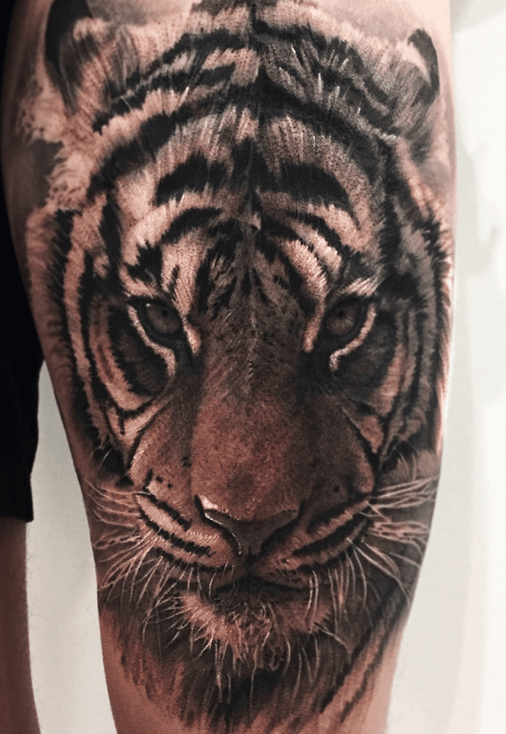 Tattoo uploaded by Blackfeel • The realistic tiger portrait reference on  the thigh • Tattoodo