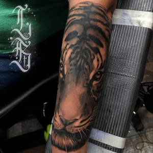 Done by Lex van der Burg - Resident Artist @swallowink @iqtattoogroup @needlearttattoo @incktattoos #tat #tatt #tattoo #tattoos #tattooart #tattooartist #blackandgray #blackandgraytattoo #realism #realistic #realistictattoo #tiger #tigertattoo #ink #inkee #inkedup #inklife #inklovers #art #bergenopzoom #netherlands