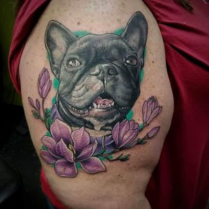 French bulldog portrait 