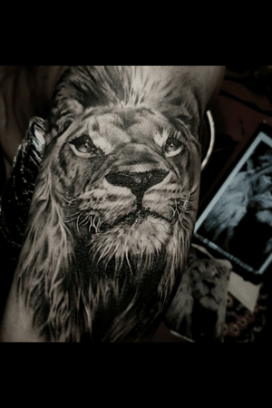 #lion #realism 