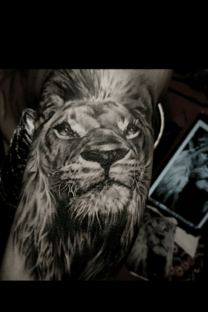 #lion #realism #expression 