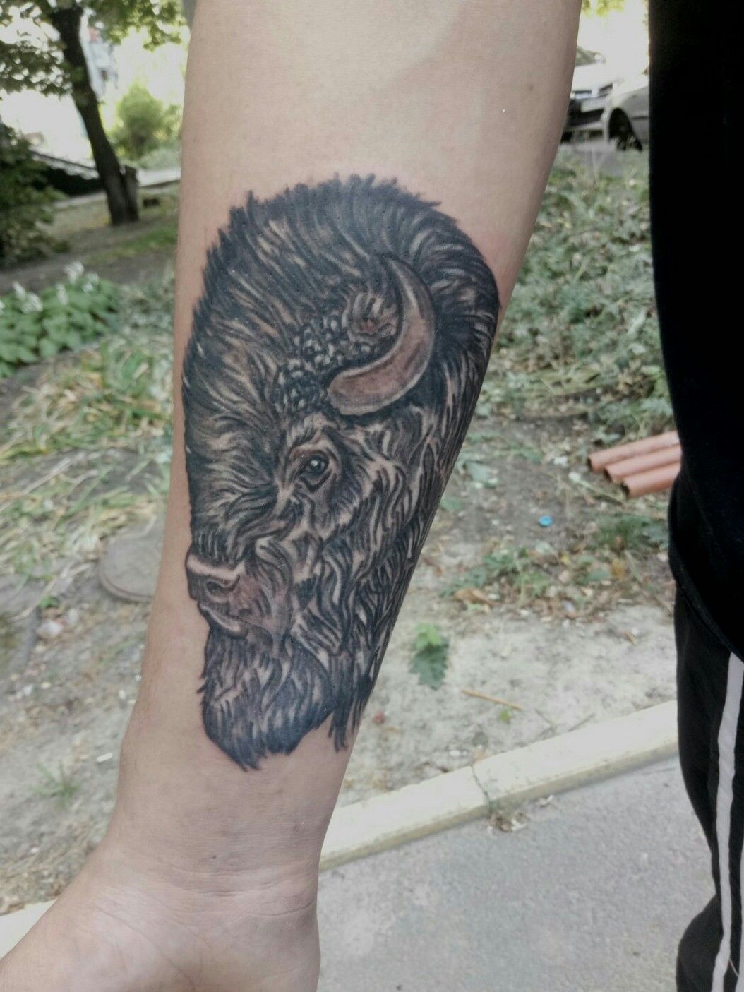 70 Bison Tattoos For Men  Buffalo  YouTube