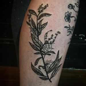 Tattoo by Olivia Pakitsas #oliviapakitsas #spiderwebtattoo #spiderwebtattoos #spiderweb #spider #nature #linework #oldschool #plant #illustrative