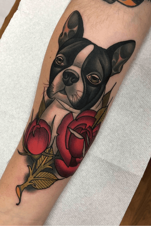 Boston Terrier and Roses