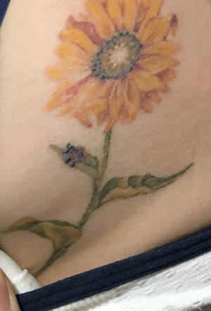 Color sunflower