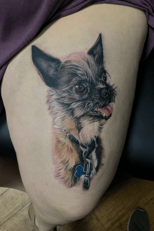 Chorkie dog portrait 