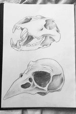 Animals skull