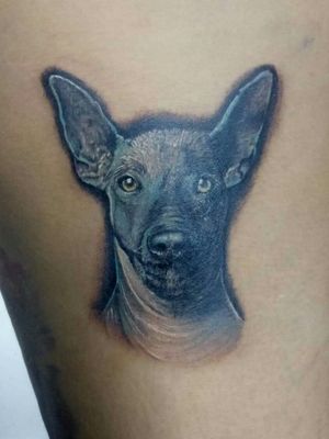 Xoloescuincle Dog Tattoo. #aztecdogtattoo #tattoosbykidd #dogportrait #dogtattoos 