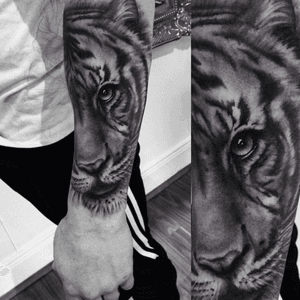 Black and grey tiger