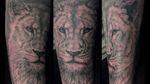 Lioness head #realism #blackandgrey #lioness #lione #lionesshead #forearm #animals #limerick #ireland #realisticlioness 