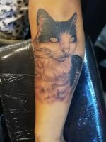 Realistic Cat tattoo