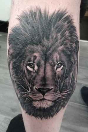 Lion done in Belfast 