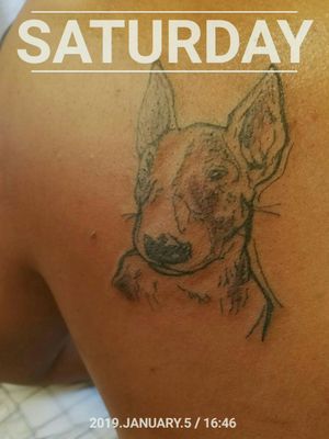 Bull Terrier Tattoo #InkedCPT Client: Trevor Waries #capetown #southafrica 
