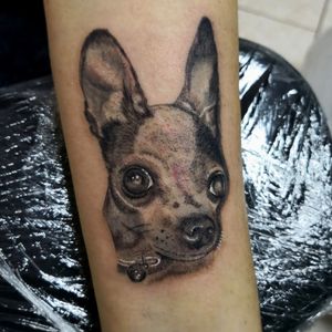 Tattoo Chihuahua black and gray work by DG 