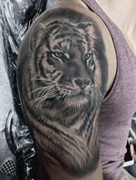 Tiger in Realistic Style by Jorge 