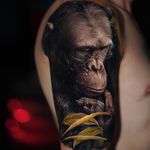 Tattoo by Yomico #Yomico #realisticanimaltattoos #realisticanimal #realistictattoo #animal #animaltattoos #nature #chimpanzee #chimp #monkey #plant #leaves #color
