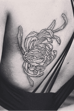 Chrisantemum bengal_blood_tattoo#flower#line#blackwork#chrisantemum#backpiece 