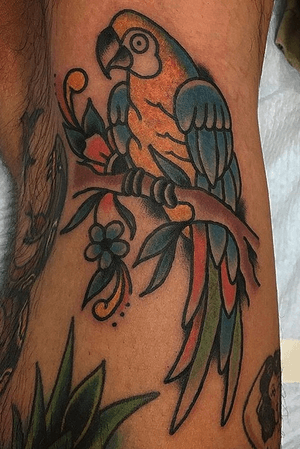 Parrot on the back of the knee! #philadelphia #parrot #traditional #boldwillhold #color #americana 