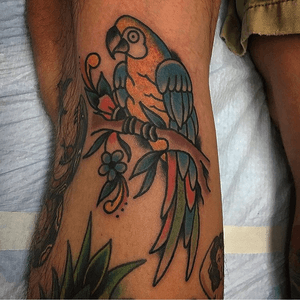Parrot on the back of the knee by Fred! #philadelphia #parrot #traditional #americana #boldwillhold #color 