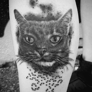 me gato #cat #denver 