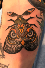Moth or owl