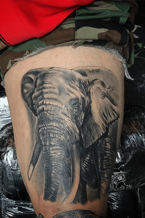 Healed up elephant 
