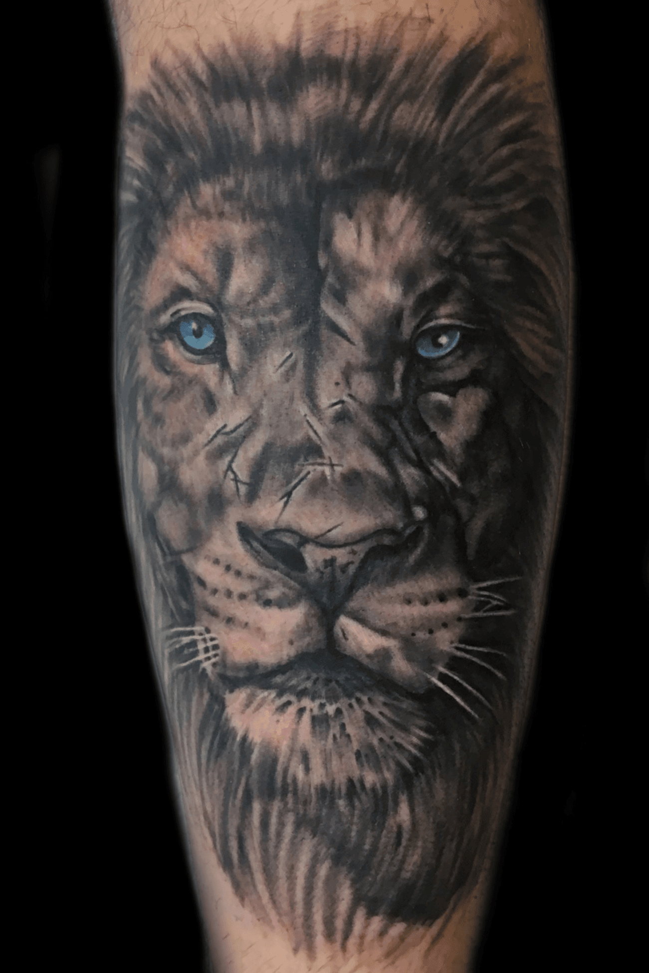Battle scarred lion tattoo