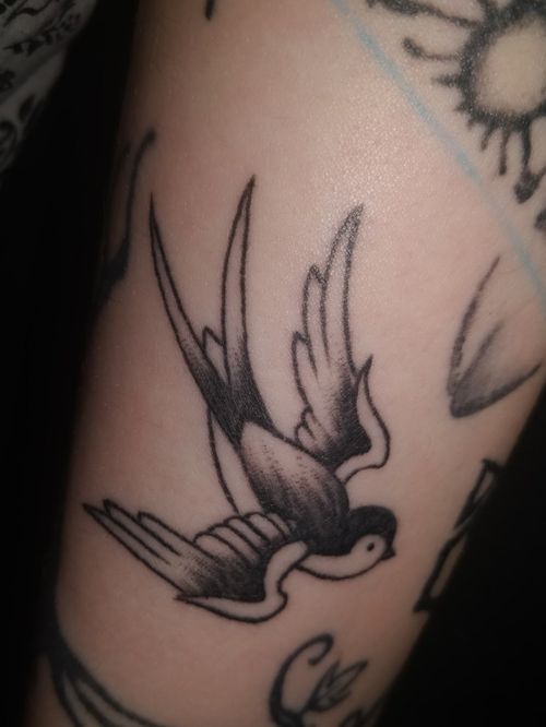 Traditional Swallow