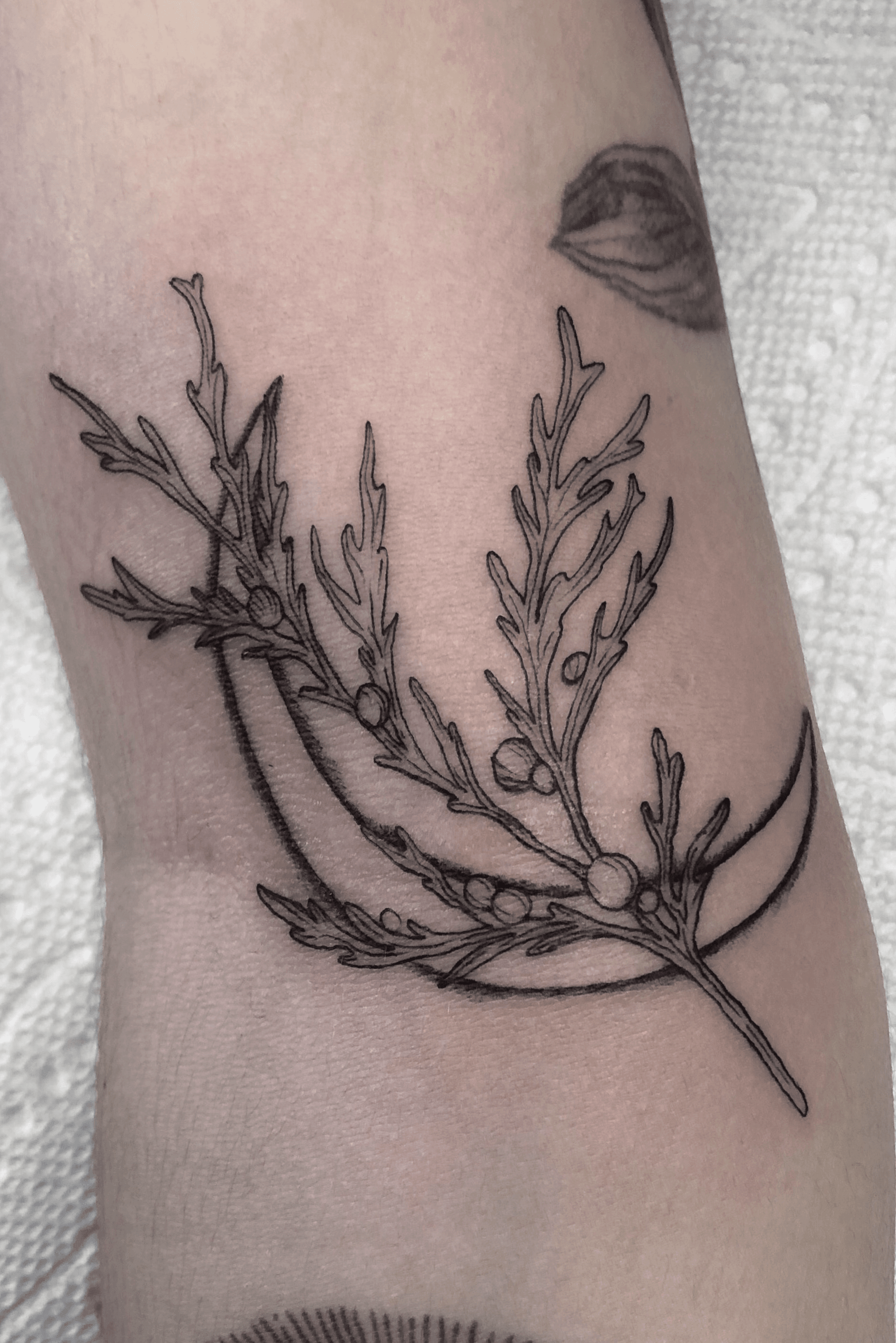 Juniper branch by Charity Critchfield at Tiger Claw Tattoo in Salt Lake  City UT  rtattoos