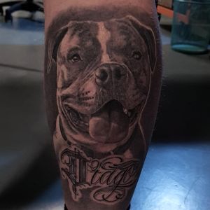 Healed dog portrait 