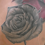 Grey rose