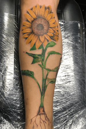 Color sunflower 