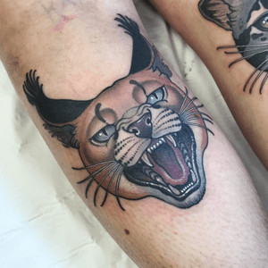 Caracal cat tat from a while back #cat #neotraditional #traditional #color #bigcat #animal #london 