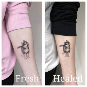 Fresh and healed! 😍Follow me on Instagram: @nikita.tattoo#tattooartist #tattooart #linework #lineworker #lineworktattoo #thinlinetattoo #fineline #dotwork #dotworktattoo #minimalism #minimalistic #minimalistictattoo #tattooideas #dogtattoo #huskytattoo #dogrealism #healedtattoo 