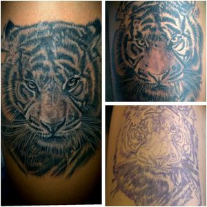 my first bengal tiger