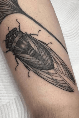 #cicada 