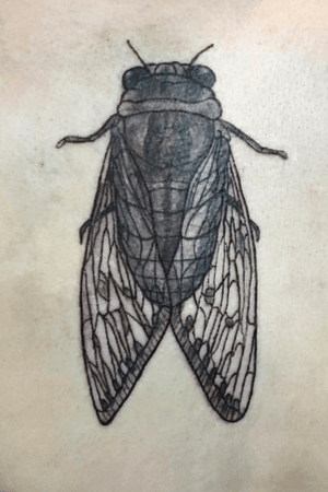#cicada 