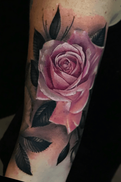 Pink rose