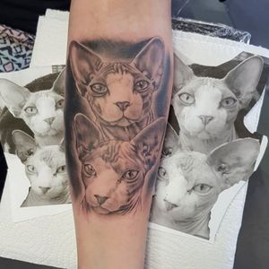 #tattooartist #cat #cats #cattattoos #realismtattoo #realistic #blackandgreytattoo #toptattooartist #toptattoos #kwadronneedles #kwadron #inkjecta #tattoo #inkedup #realism #tattoo #ink #tattooist 