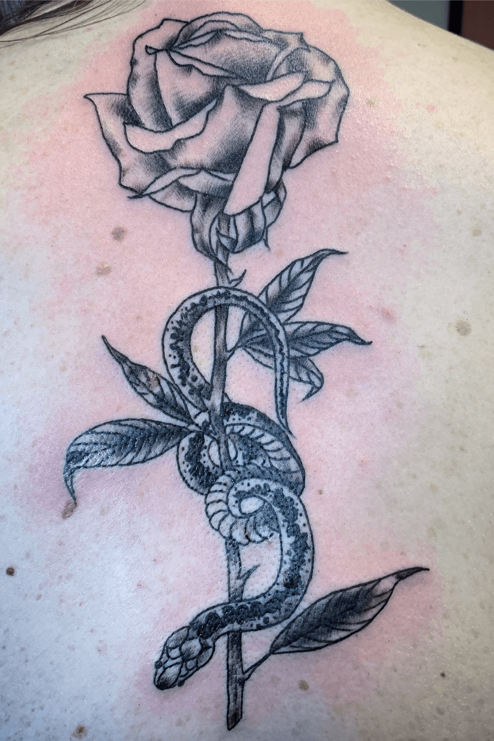 Small snake and rose tattoo  Tattoogridnet