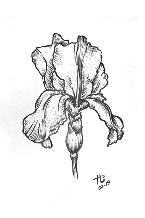 #floral #iris #linework 
