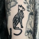 Small egyptian cat with floating rib syndrome to match his owner