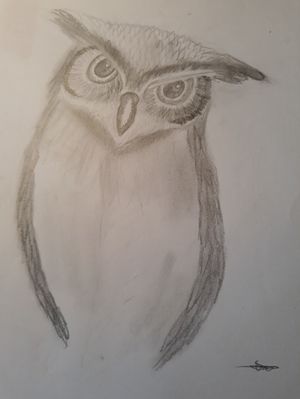 #owl #realistic #black and grey
