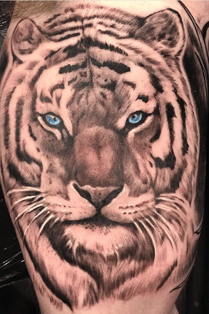 Tiger style! Tatty by Drew Drumm 