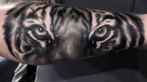 Tiger 🐯 eyes 😍
